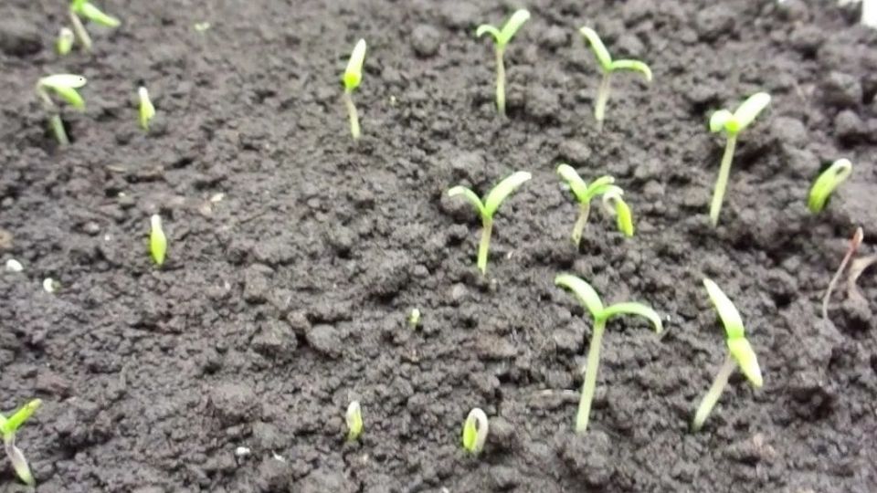 ��� ������ �������: ����������� ����� ������ �������� �������� �� ��� ������