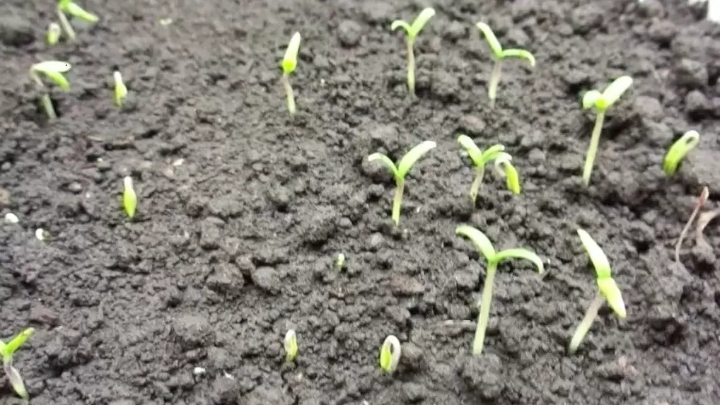 Как спасти рассаду: эффективный метод снятия семенной оболочки за три минуты