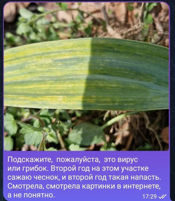 ������ ��� �������: ������� ������ �����������