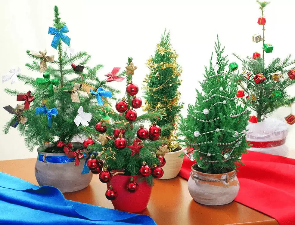 Как сохранить новогоднюю елочку в горшке: полезные советы
