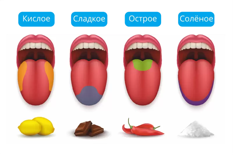 Как уникальные вкусовые предпочтения формируют наше восприятие пищи
