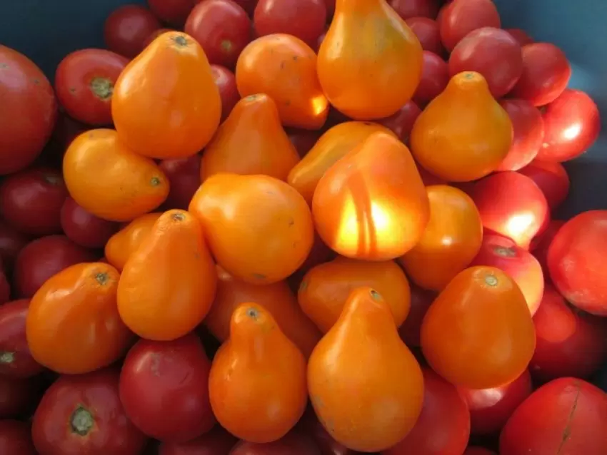 Томат Лампа Аладдина: изысканные плоды для салатов с волшебным вкусом