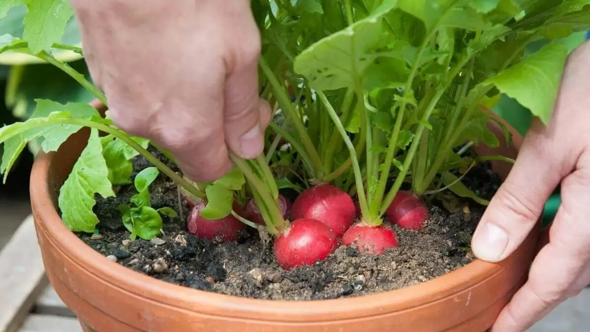 Как вырастить свежие овощи в домашних условиях: простые советы