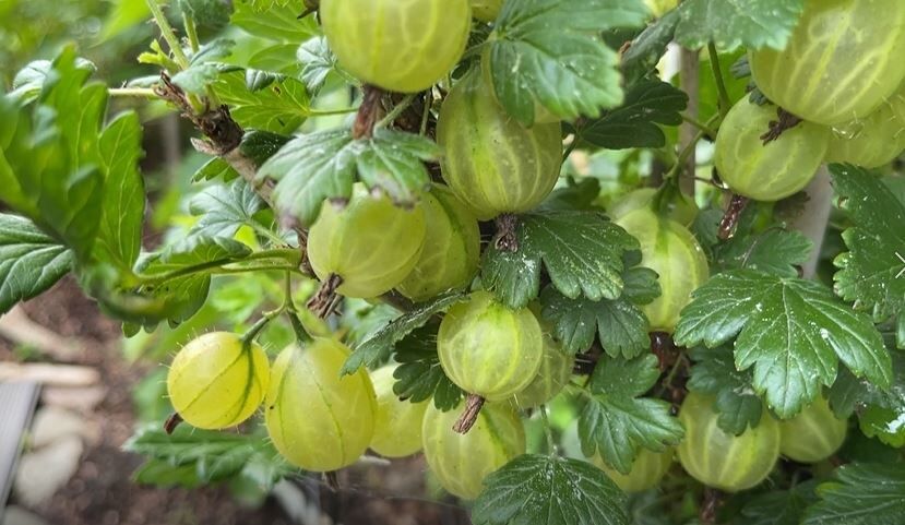 ��� ���������� ���������: ������� ��������� ����������