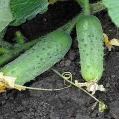 ������ ������: ������� ��������� ����������� �������� �������