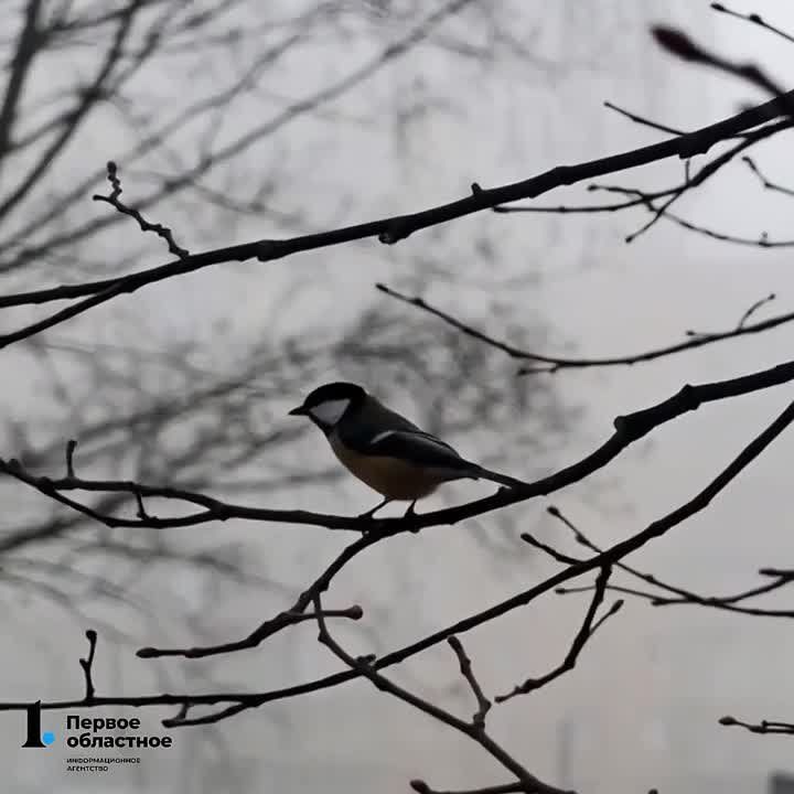 ������� ������ ������� ���������