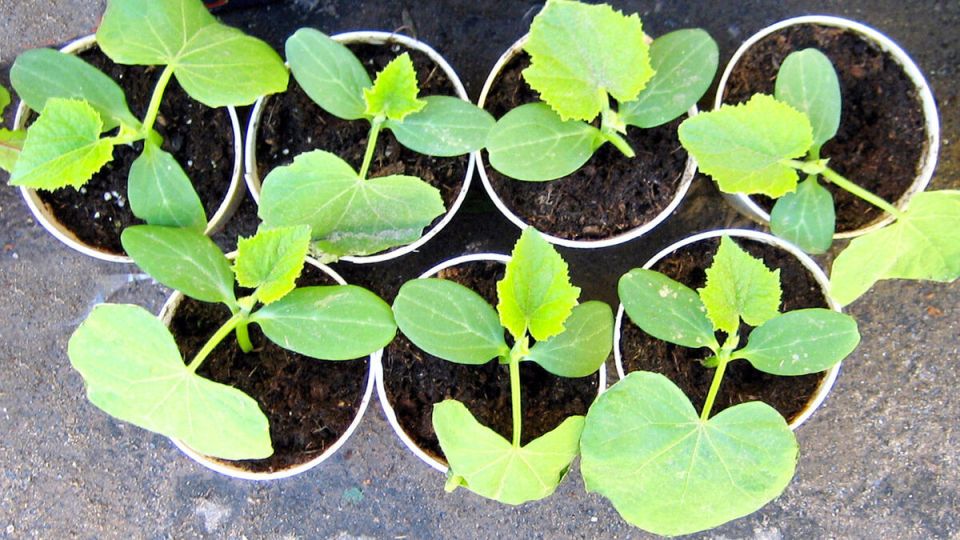 ��� ��������� ������� ������� ������� � ����: ������� ��������� ������