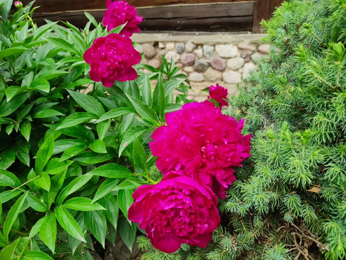 Как питаются одинокие женщины: четырехдневное меню без лишних хлопот