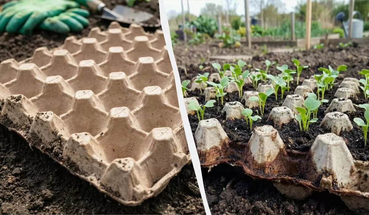 Неожиданные возможности картонных лотков для яиц в вашем огороде