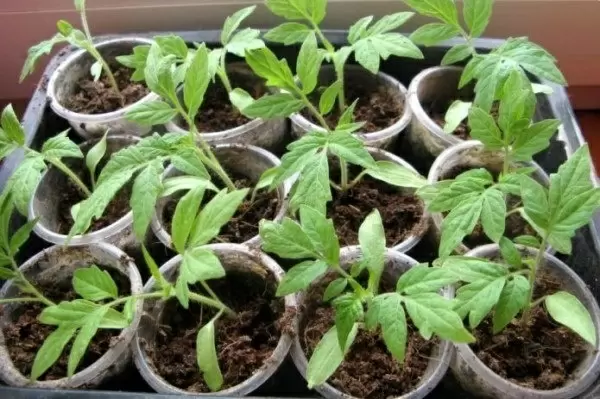 Идеальные подкормки для рассады помидоров: что выбрать и когда применять?