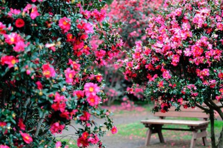 Камелия: противоречивый символ любви и смерти в разных культурах