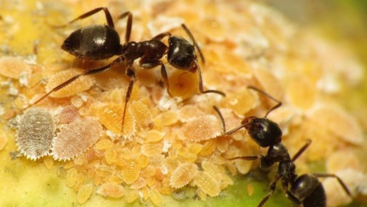 Муравьи на даче: неожиданные помощники для вашего урожая