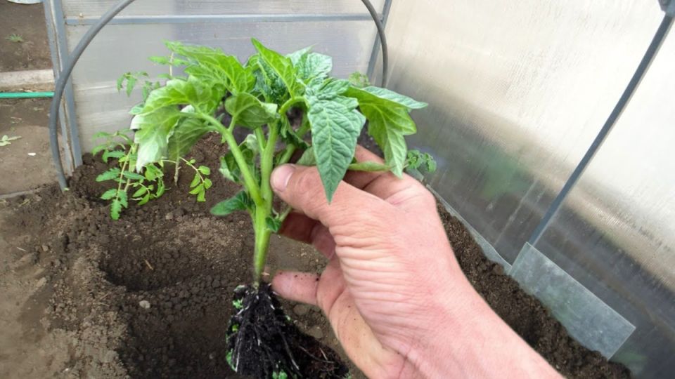 ��� ��������� ������� ������� �������: ������� ���������, � ������� �� �������