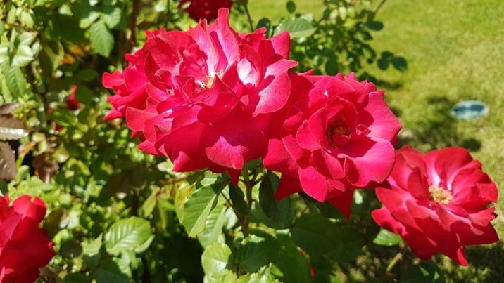 ��� �������� ��������� ���������� ���� � ��������� �������: ������ �� �����