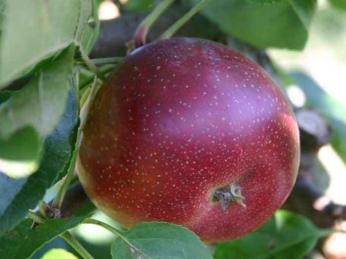 ������ ����� �����: ��������� ������ ���� � ����������� ������� ��� ������ ����