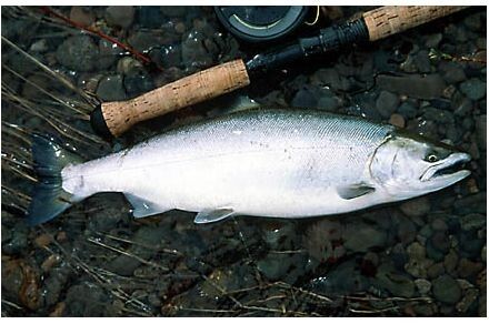 ����: ���������� ����� �������������� ������