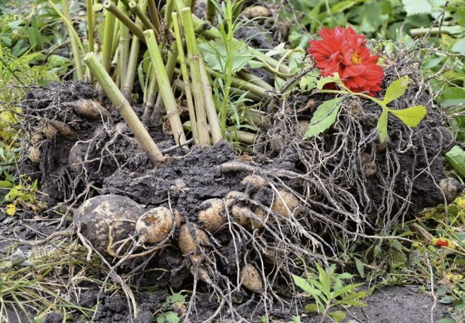 ��� ��������� �������� ����� ������ ����������