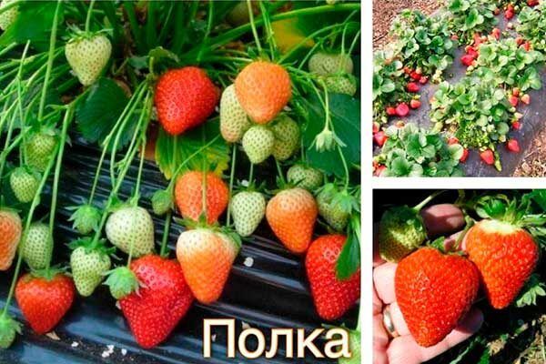 �������� �����: ��� ��������� ������� ����� ���� � ������� ��������