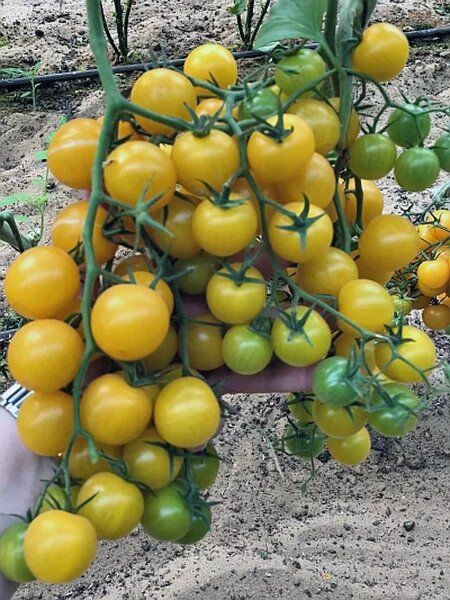 ����� ����: ��� �������� ������� ������ � ��������� ���������