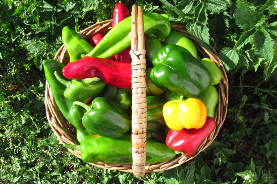 ���������� ����� �� ����: 20 ������ ��������