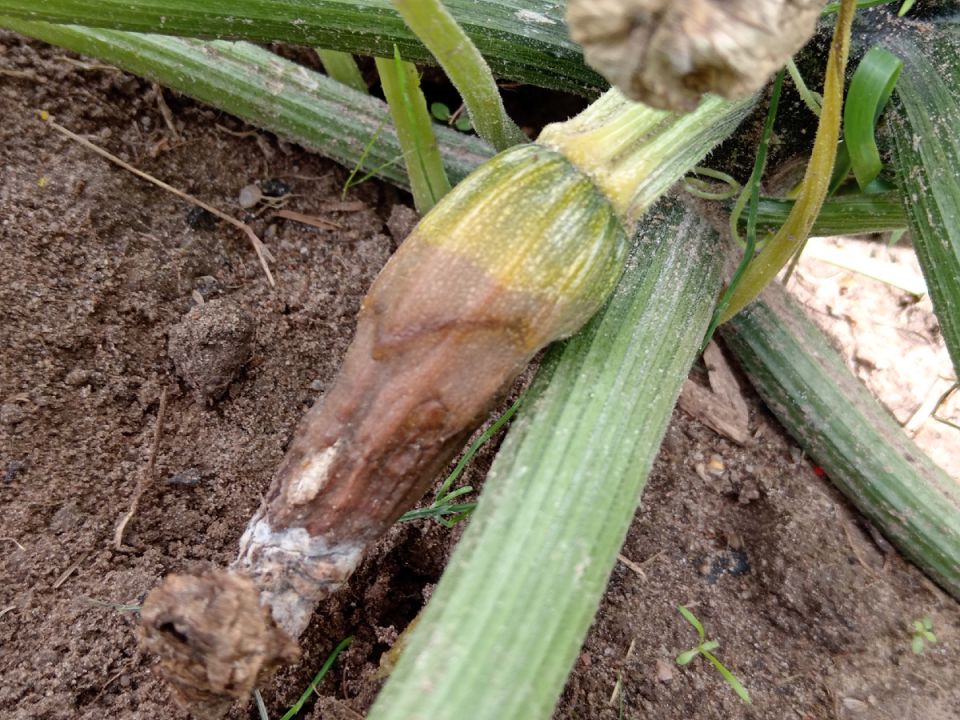 ��� ���������� �������� � ������� �������� � ��������� �������� �������