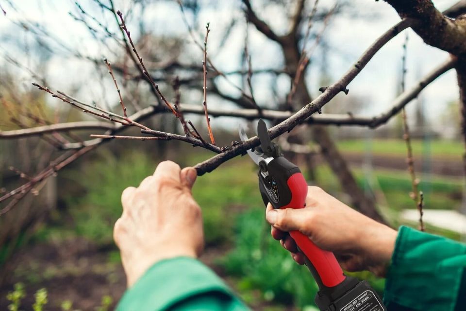 ����������� ������� ������: ������ ��� ������� ��������