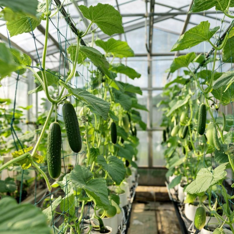 ��� ���������� �� ������ � �������: ������ �� ����� � ������ �����������