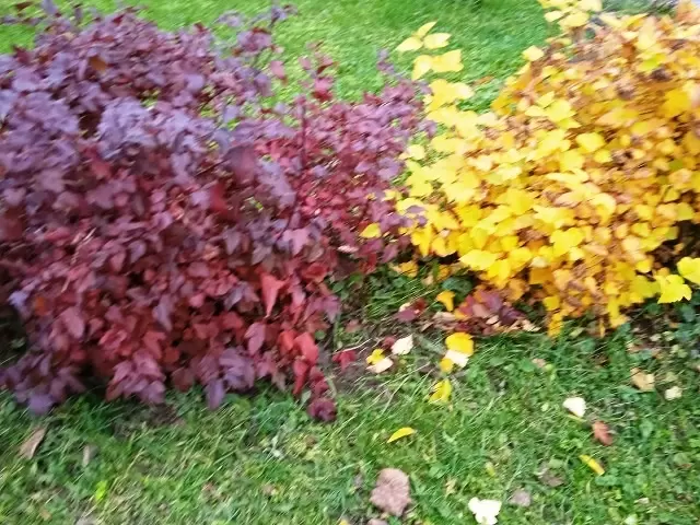 Секреты осеннего ухода за пузыреплодником калинолистным