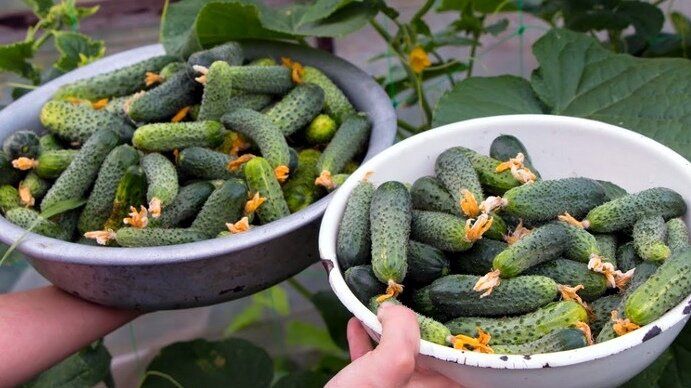 ��� ���������� �������� ������ �������: ������� ���������