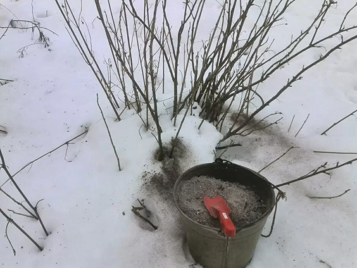 Зола на снегу и в саду: как правильно использовать удобрение и против гололёда