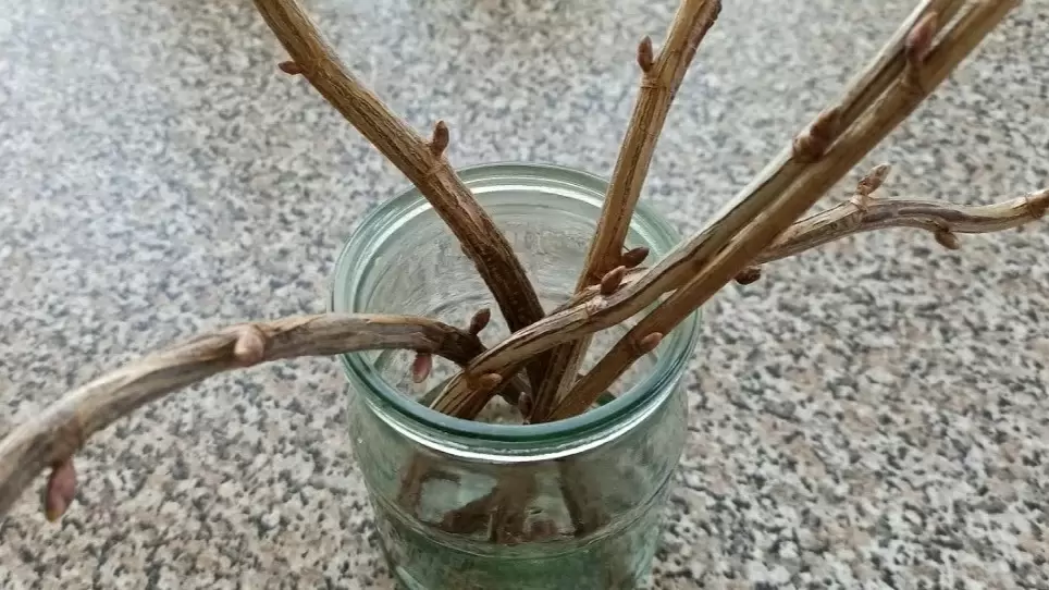 Натуральные стимуляторы укоренения: удивительный эксперимент с черенками смородины