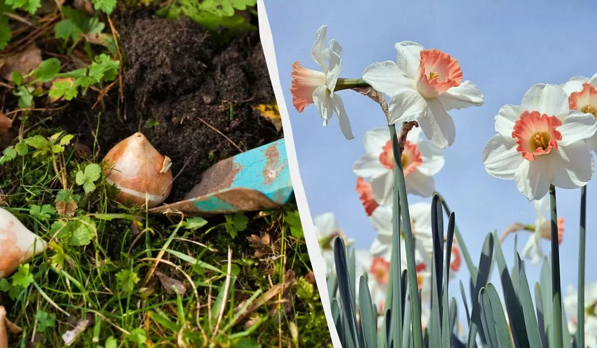Как правильно высаживать нарциссы: советы для удачной весенней посадки