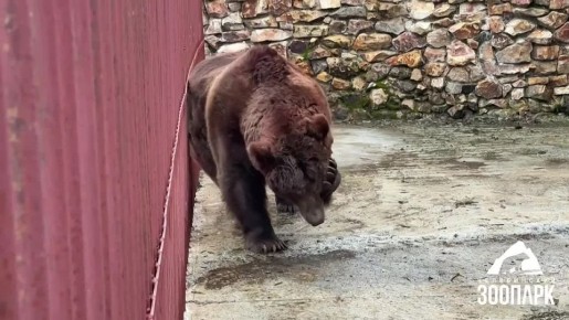 Стёпкины хоромы. Позитивное завершение истории с медведем из Троицка