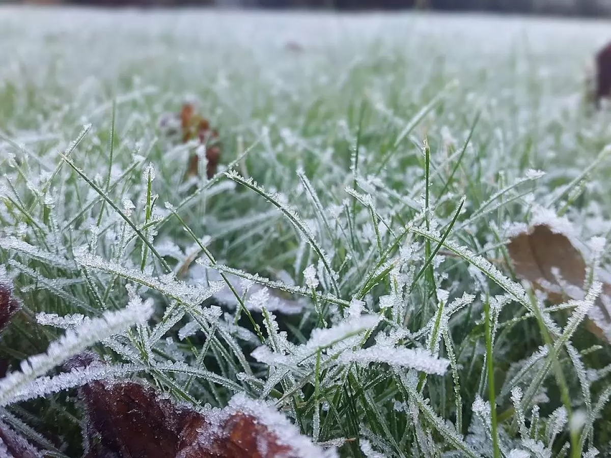 Холодная ночь угрожает урожаю: какие культуры спасут дачников этой осенью