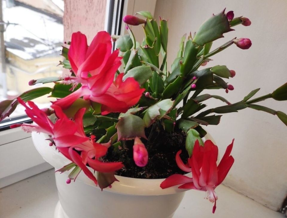 ������ �������� ���: ���-10 ��������� ��������, ������� ������ � �������� ����� ����