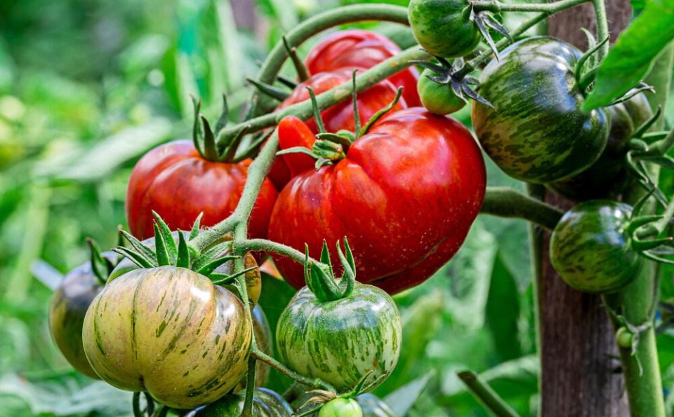 ��� ��������� �������� ������: �������� ���������������� ������