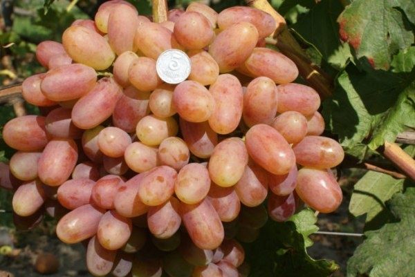 �������� ������������: �������� ����� ��� ����������� � �����