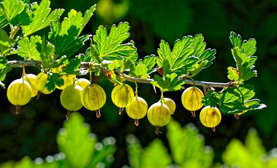 ���������� ����������: ����� ������� ������� ��� ������� �����