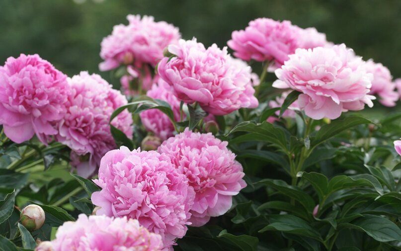 ��� �������� ������������� �������� ������