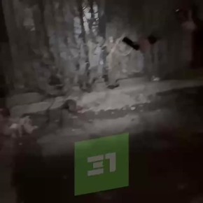 «Эти крысы людей не боятся»