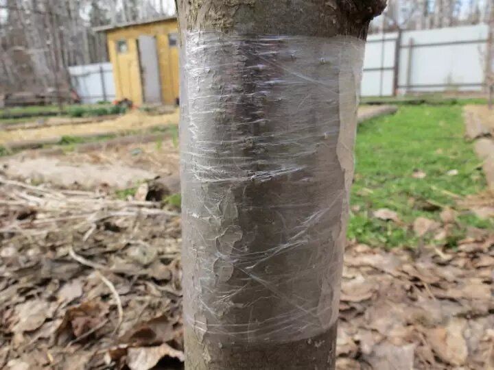 ��� �������� �������� �������: �������� ������ ���� ������ ������