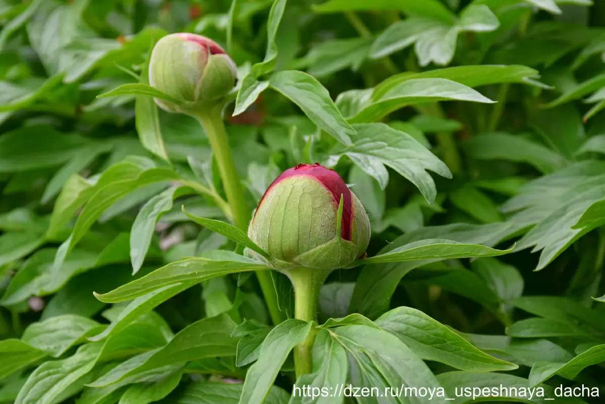 Когда подкармливать пионы для яркого цветения