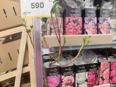 ��� ��������� ��������� ��������� �������� ����� �� �������