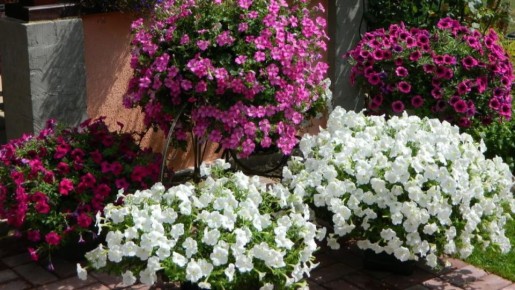 ��� ��������� �������: �� ��������� ������ �� ��������� �������