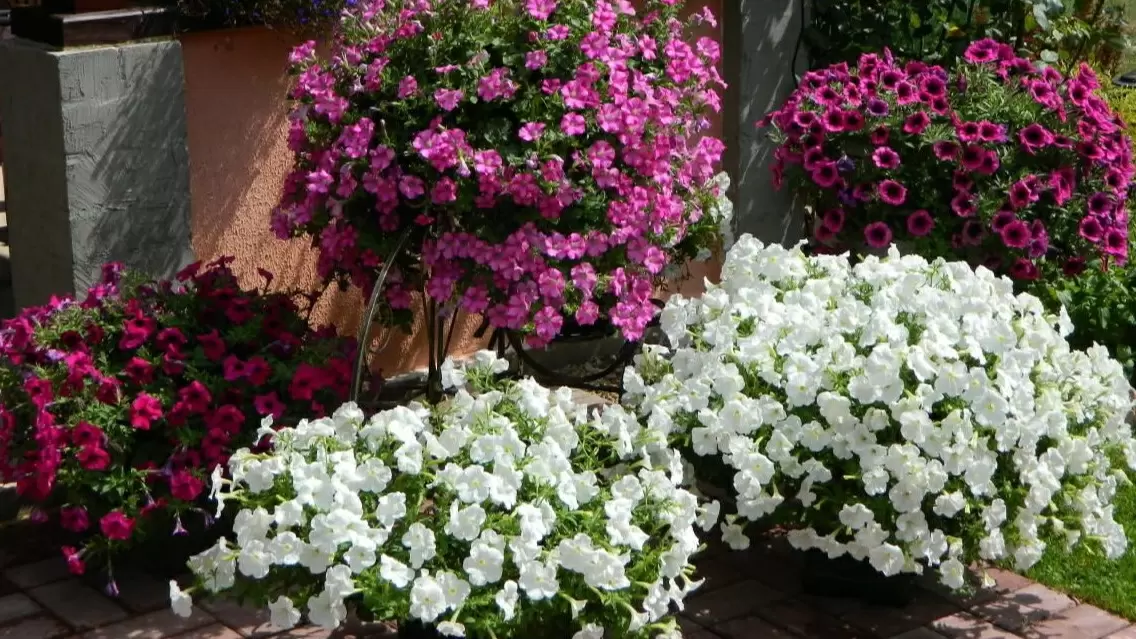 Как вырастить петунию: от скромного сеянца до цветущего шедевра