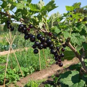 ��� ������� �������� ������ ��������� ������� �������� � ��������