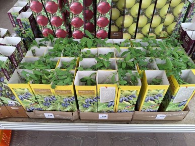 ����� ������� ������ ��������� ���� � �� �� ������ �� ���� � ���?