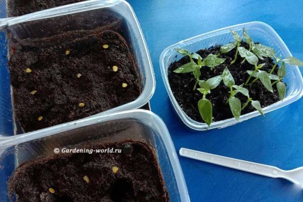 ����� ��������� ����������� �����: ������ ��� ��������� �������