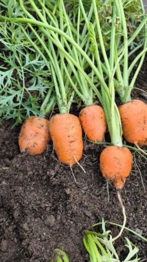 ������� �����: �������, ��� �������, � ��������� �� ����