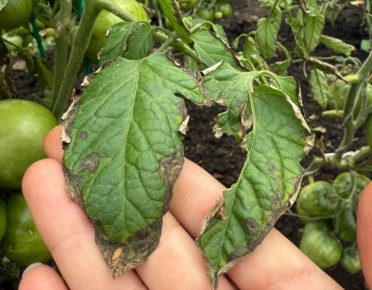 ��� ����������� ����� ����� ������� � �������� � �� ���������